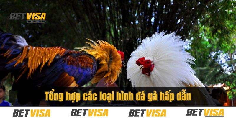 Điểm qua các loại hình đấu kê phổ biến trên thị trường